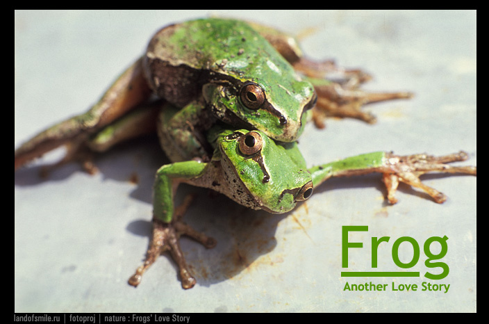 Frog. Another Love Story. квакша, лягушка, любовь