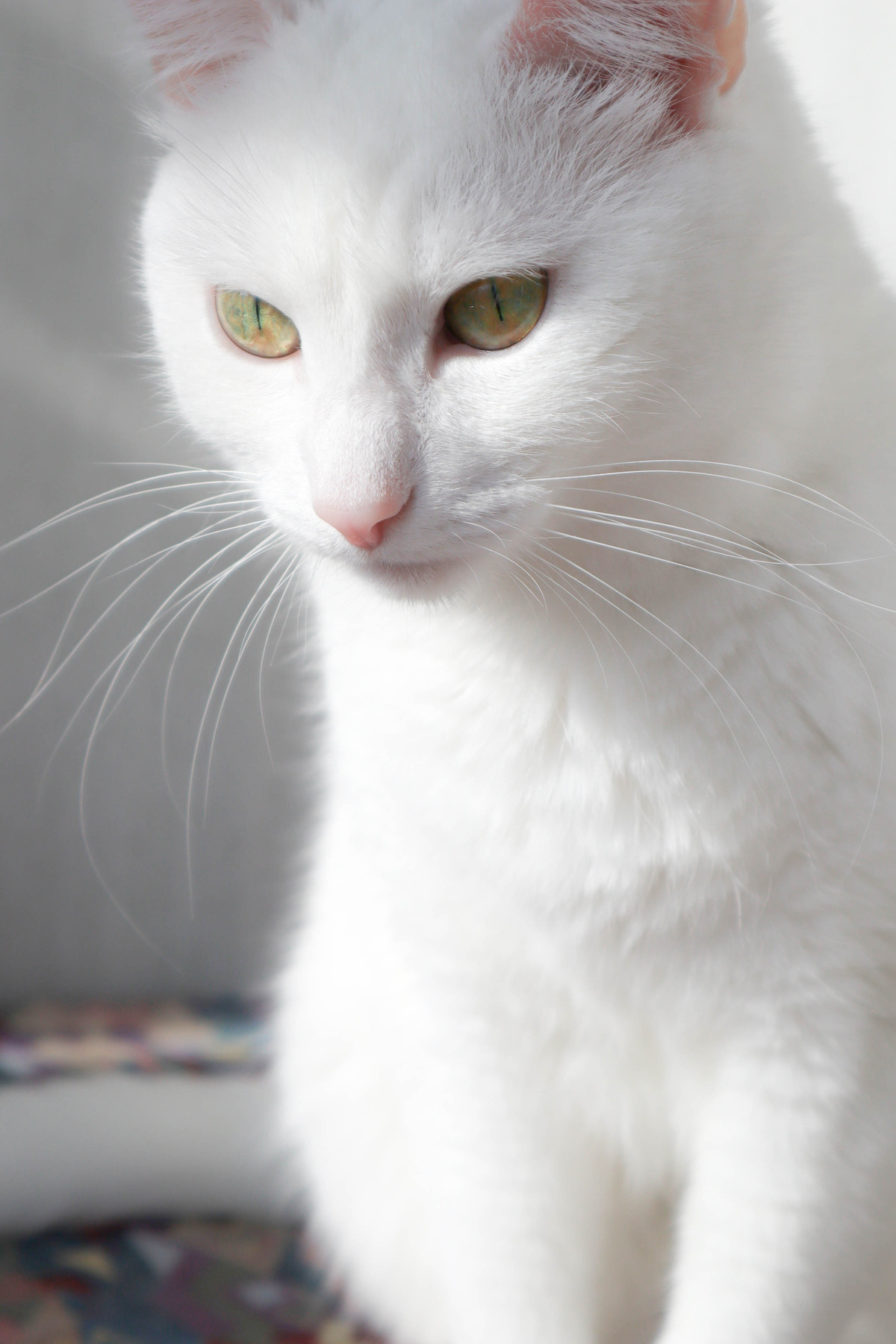 Катя Животные Кошки