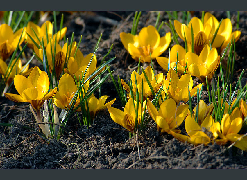 Она нас выслала вперед! крокусы Crocus
