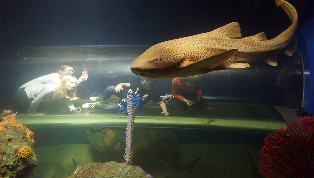 ***  Aquarium_of_Canada Toronto 