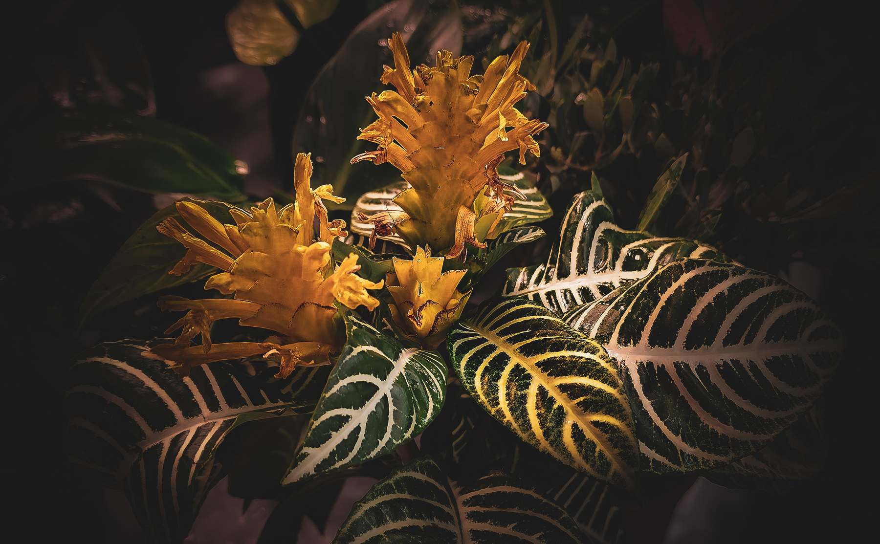 Афеландра при вечернем освещении природа растение цветок листья листва афеландра темный тропический зеленый желтый яркий контрастный