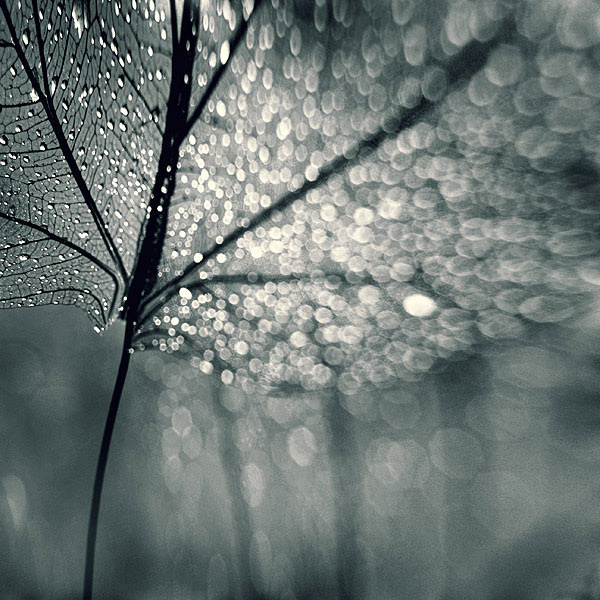 Leaf leaf, macro