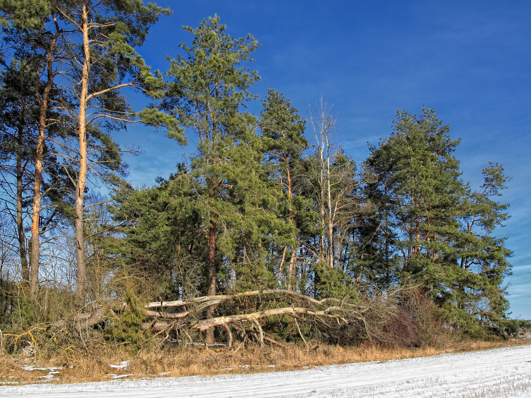 Winter landscape 