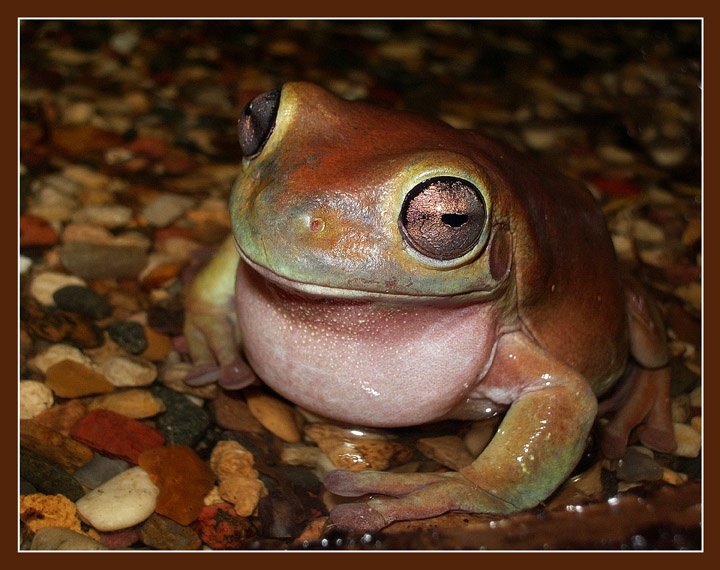 Антракт коралловопалая литория Litoria caerulea