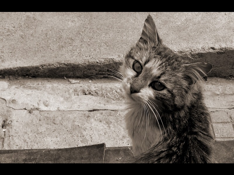Sadness (2) cat animal
