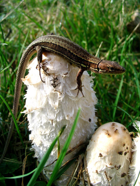 infected mushroom 