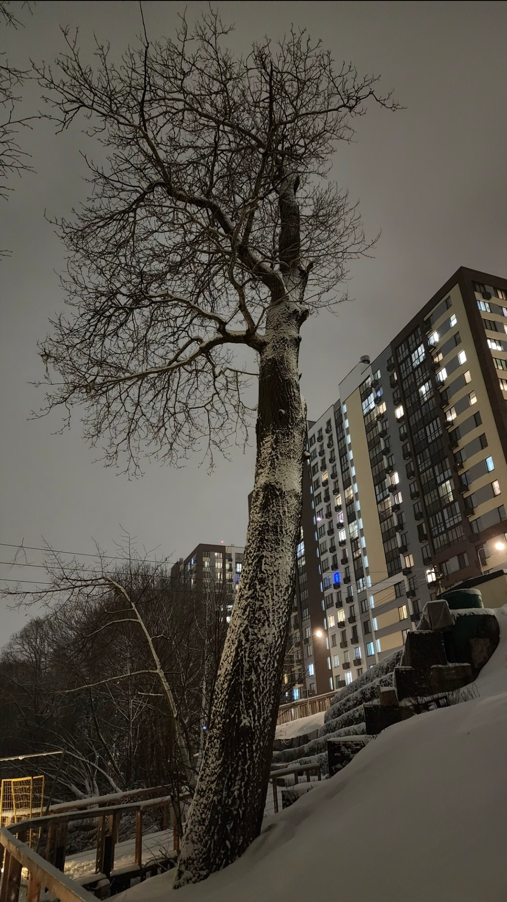 Дерево 