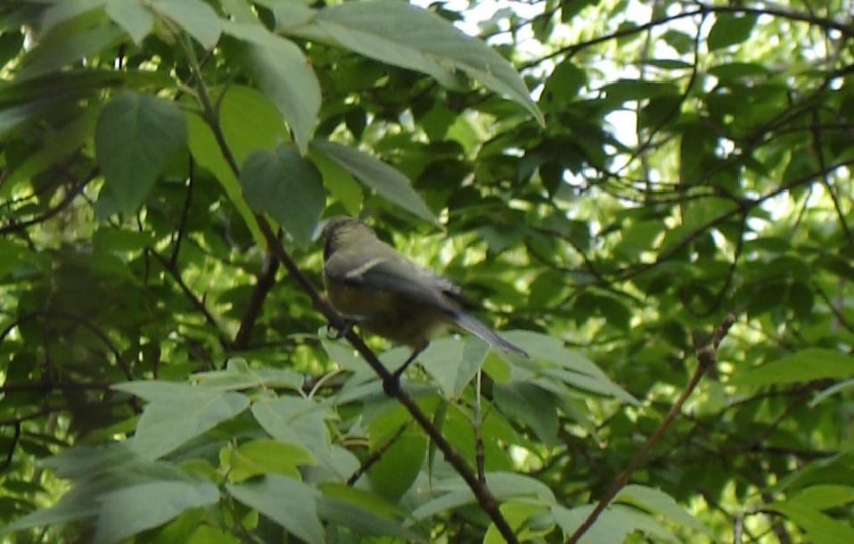 bird 