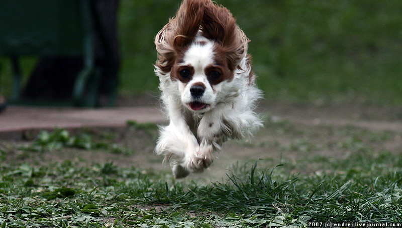 In motion собака, бег