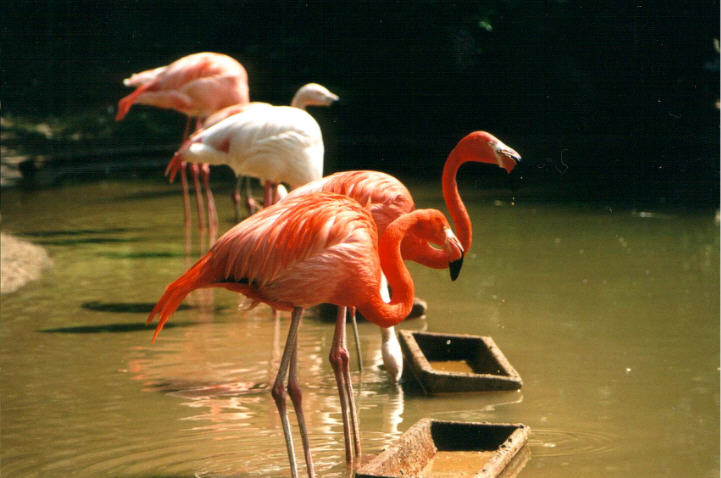 roziwije flamingo... flamingo