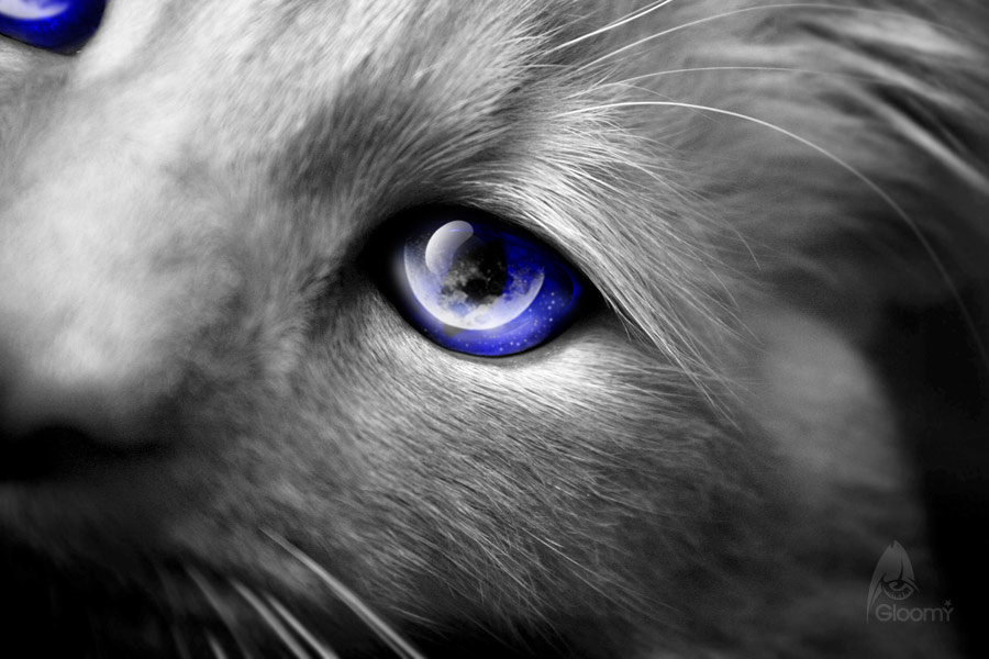 Moon glance Cat, moon, cat\'s eye