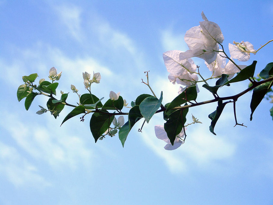Blossoming tree 