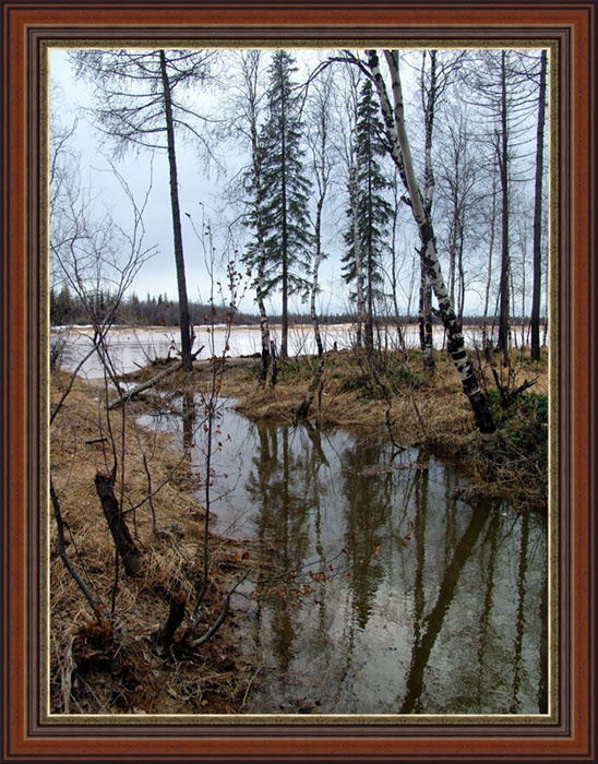май 2005 половодье лес берег