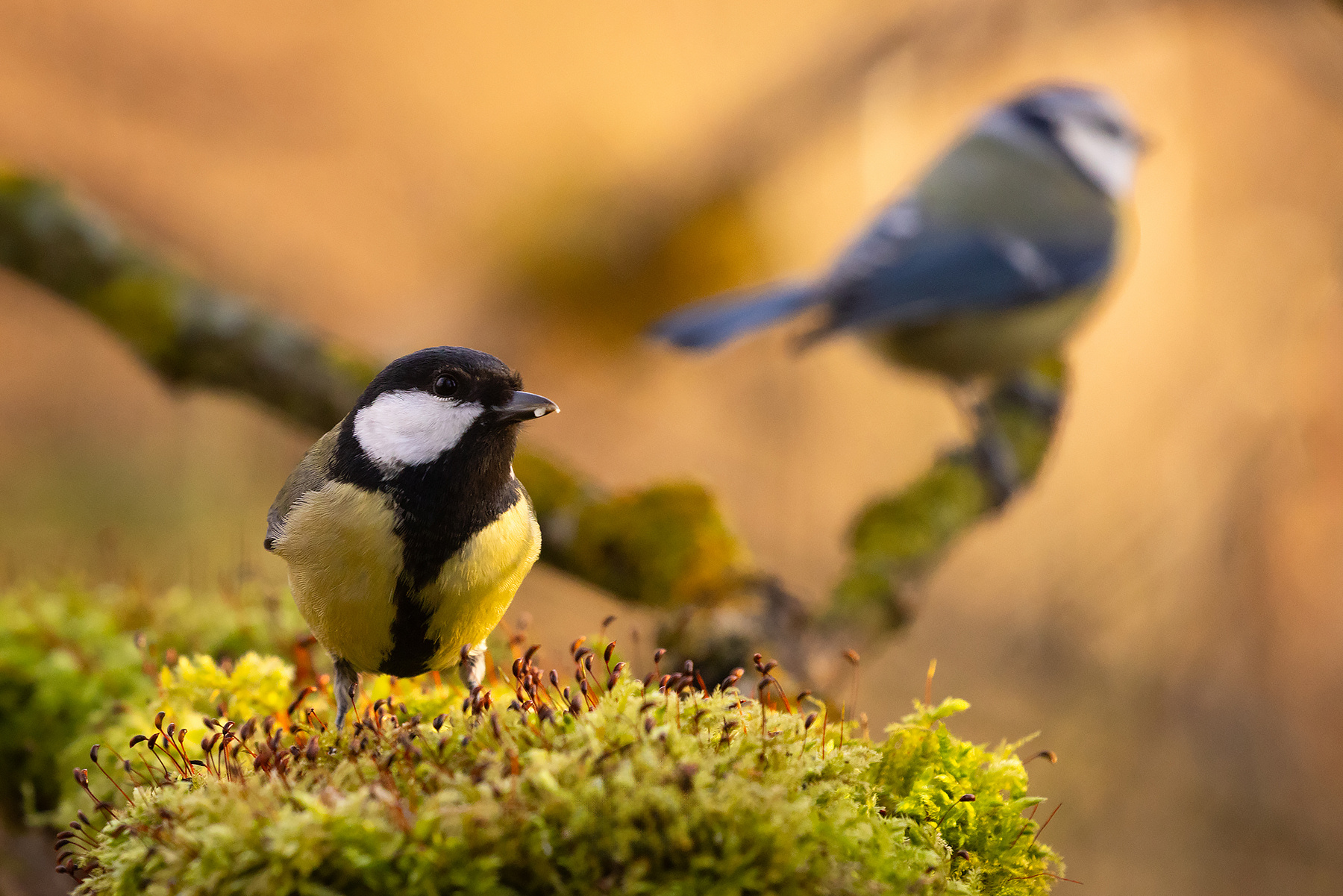 Titmouse 