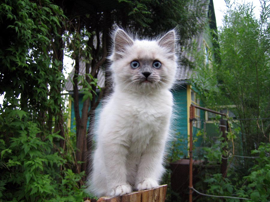 Так люблю позировать... котенок