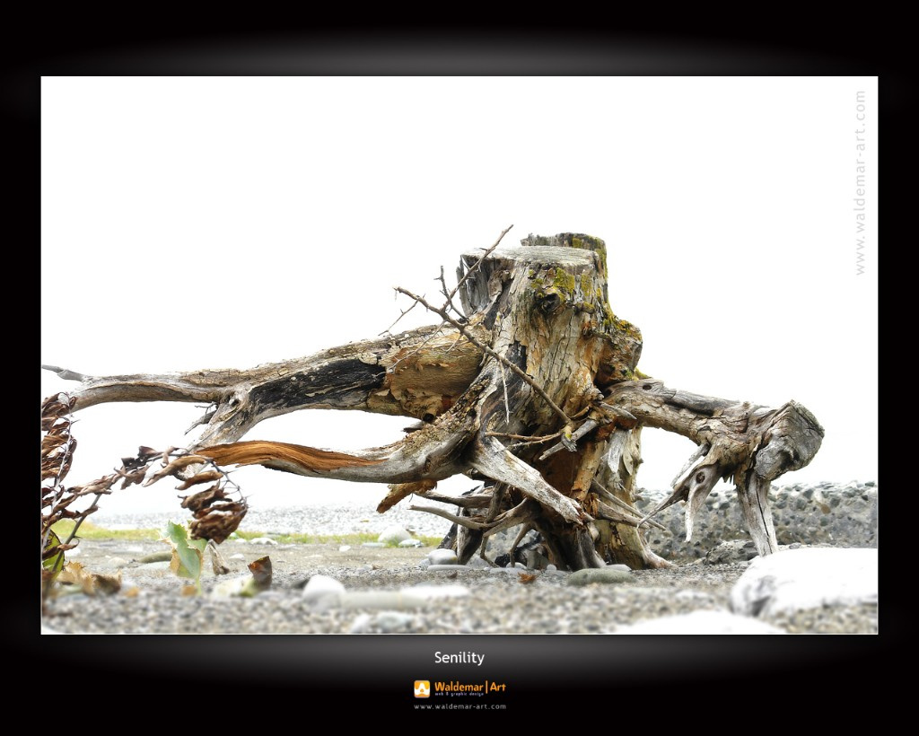 Старость WaldemarArt старость природа дерево