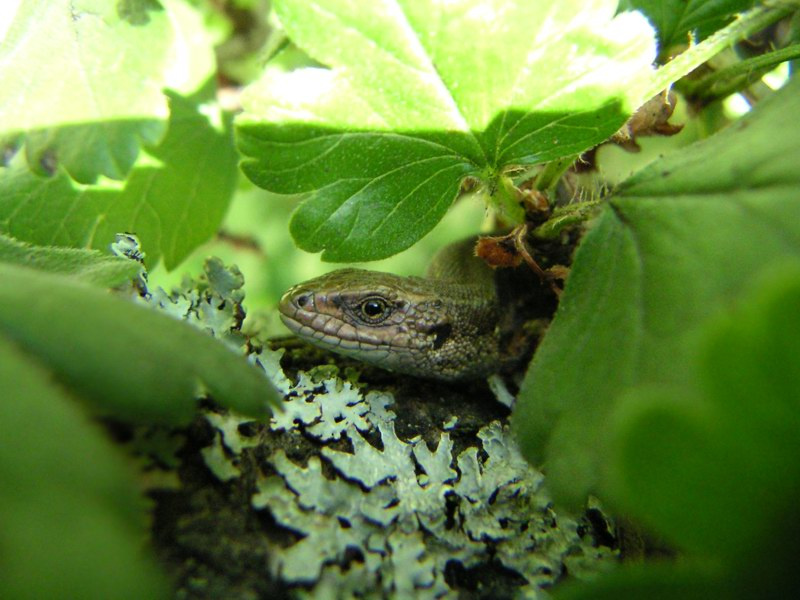 взгляд ящерица крупно глаз позирует