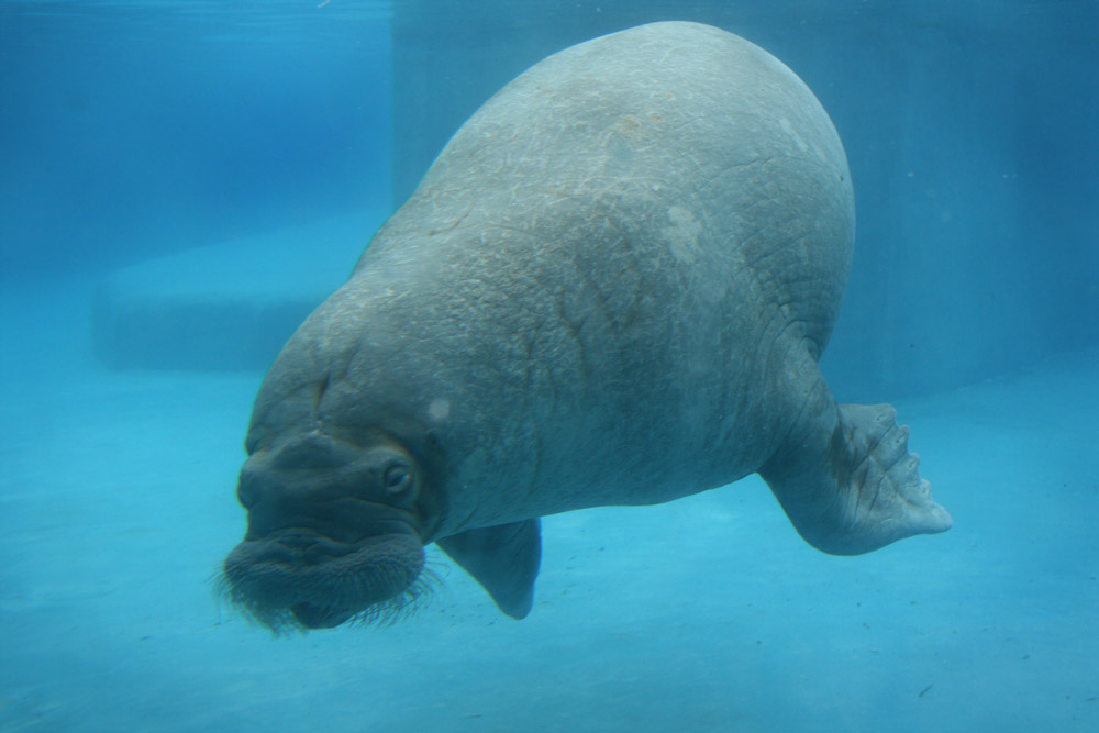 Моржик Морж
