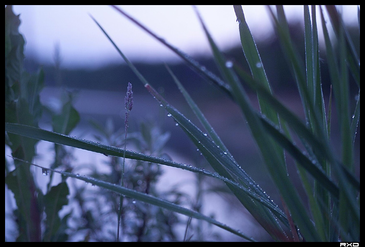 Insect vision. morning, grass, macro