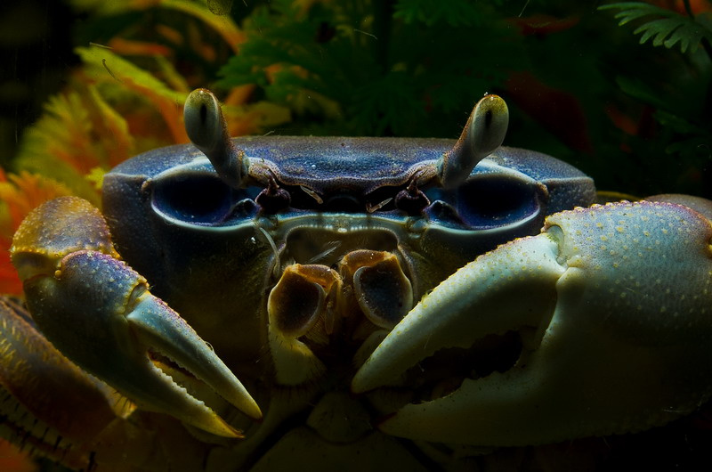 Палочки, говоришь? Крабовые, говоришь? Краб, аквариум, вода, вспышка