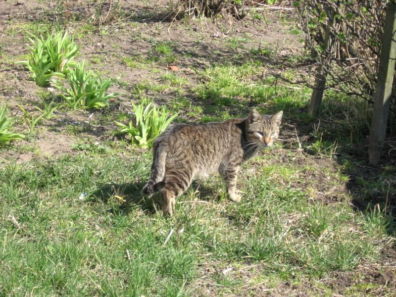 В пампасах Подмосковья. Часть 2. кошка лето Подмосковье пампасы