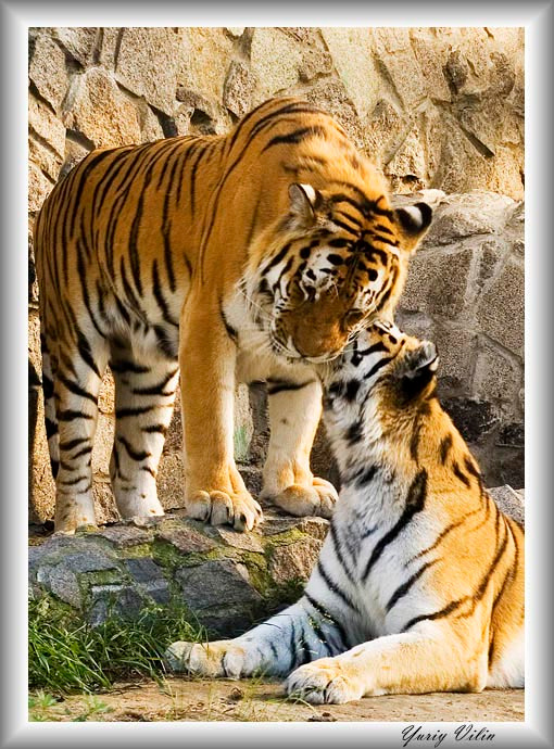 Личная жизнь tiger family