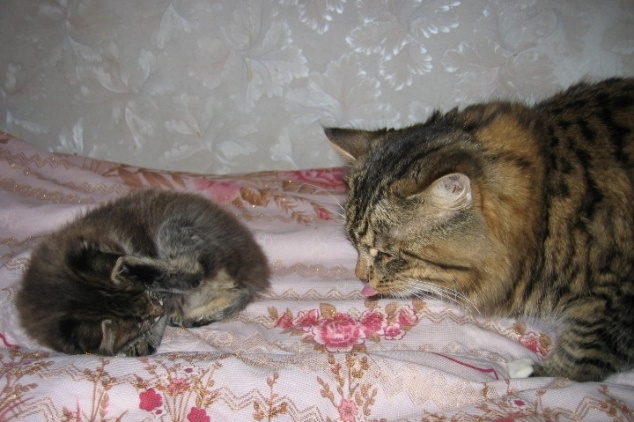 Кот и котенок кот Тишка и котенок Гришка