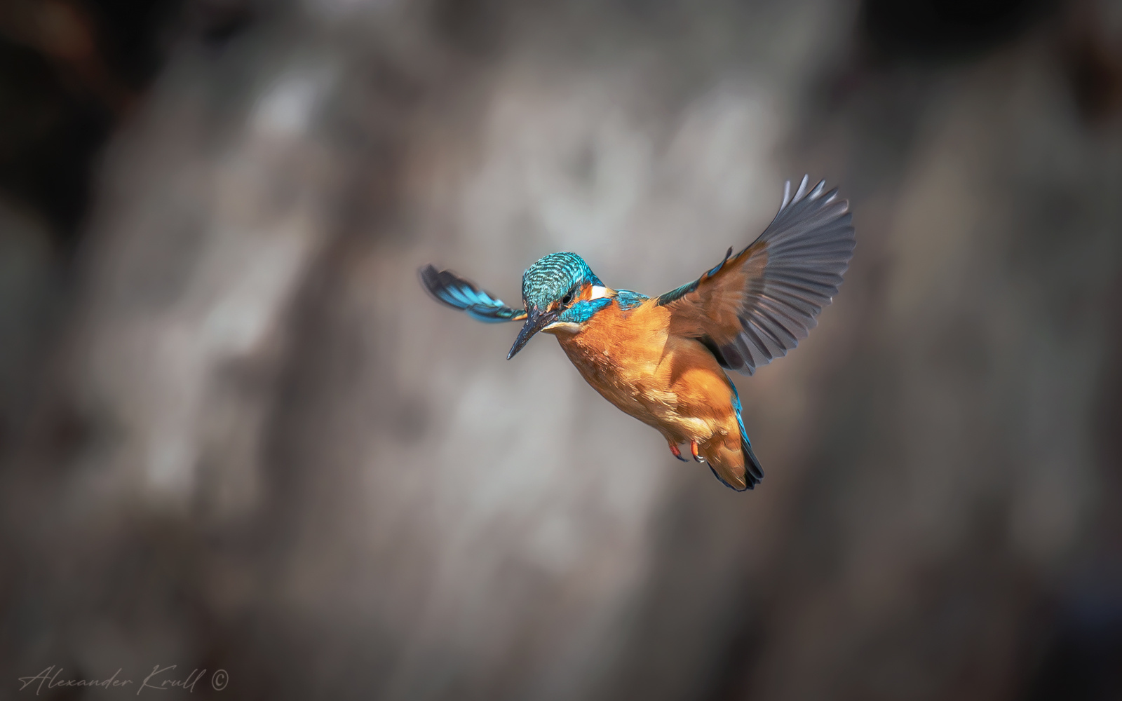 Зависание зимородок обыкновенный alcedo atthis
