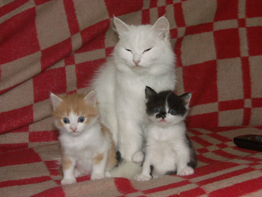 *** изба, диван, кошка, котята