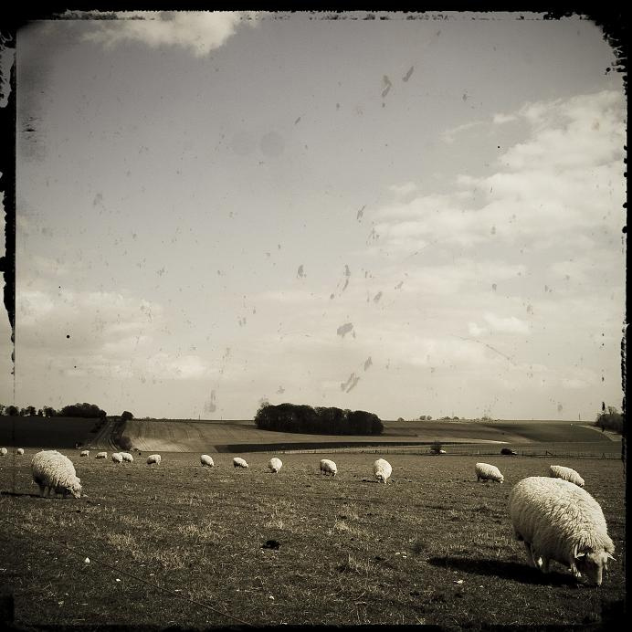 sheepssss 