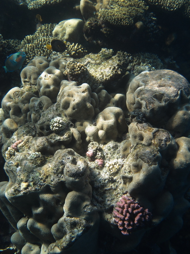 *** Sharm El Sheikh, coral reef