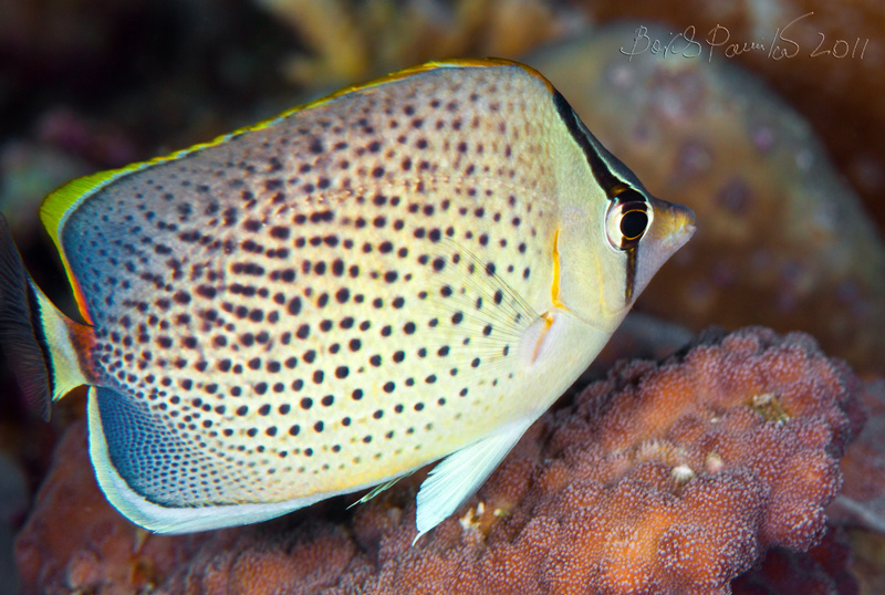 капельная бабочка капельная бабочка Peppered butterflyfish Spotted Coralfish Gorgeous Gussy Maldives Мальдивы anion