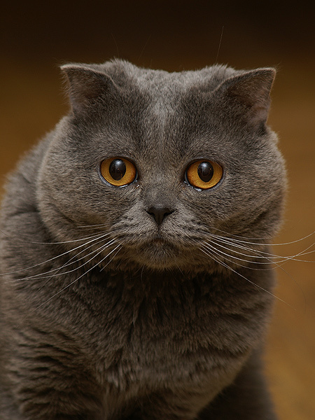 Усато-Вислоухий Кот Кот