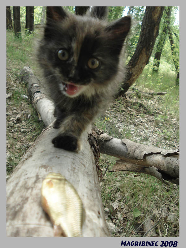 без названия кошка, рыбка