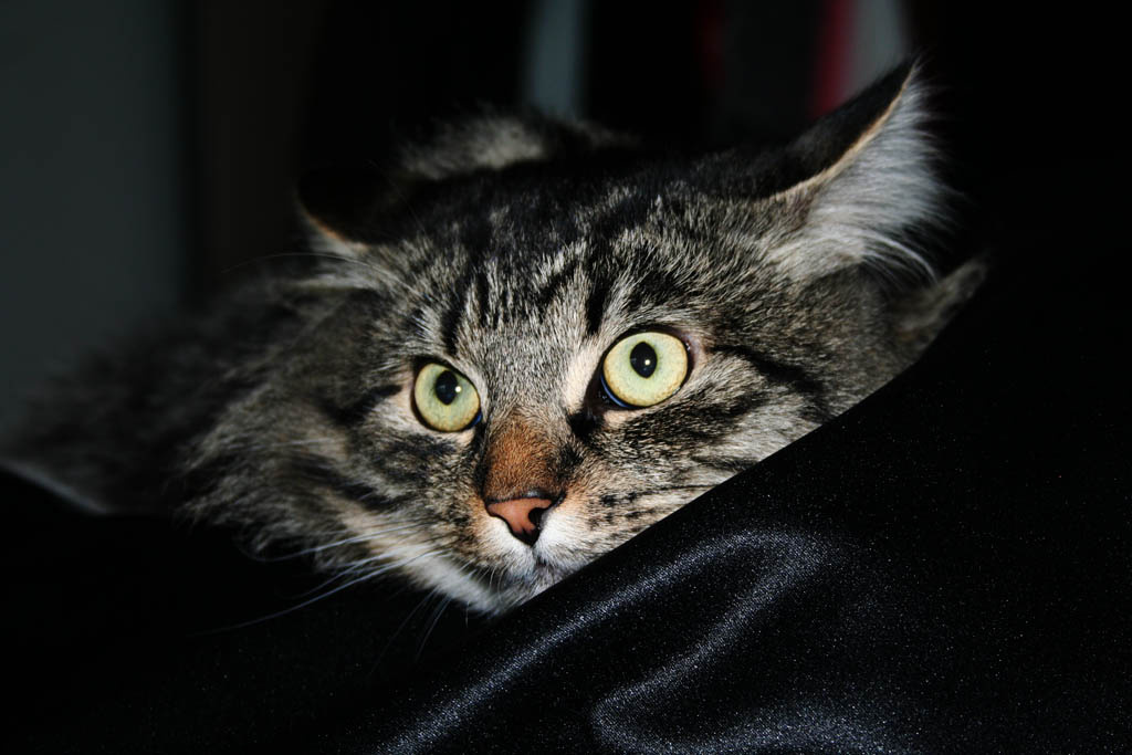 akulin cat