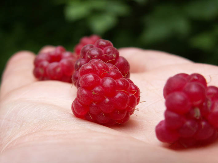 raspberry 