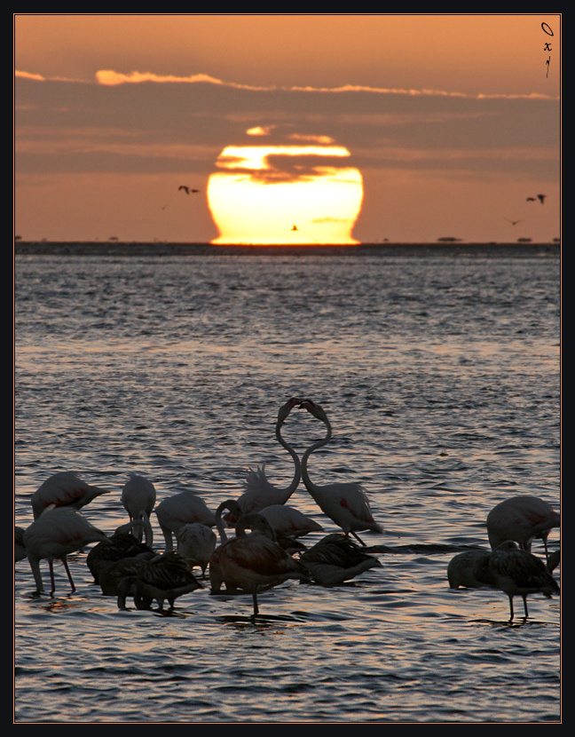Розовый фламинго в лучах заката... Вэлвис Бэй Намибия Африка Walvis Bay Namibia Africa розовый фламинго Phoenicopterus roseus