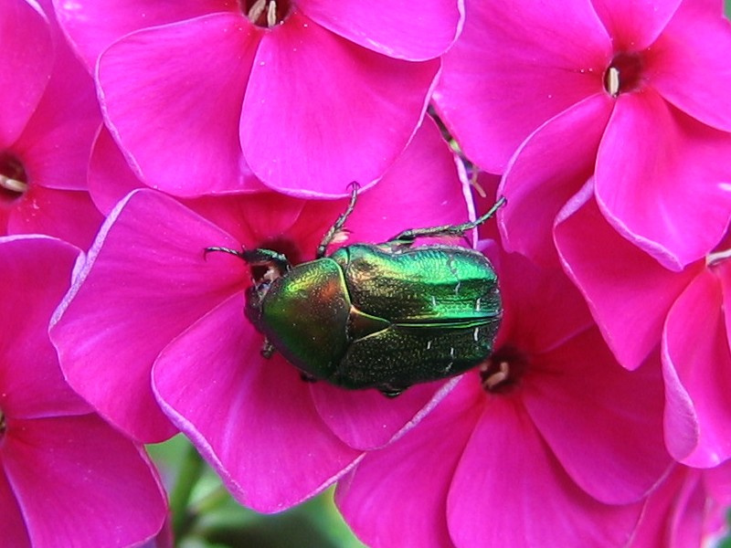 "Cetonia aurata на Phlox", или "Бронзовка обыкновенная на флоксе" бронзовка жук флокс цветок макро