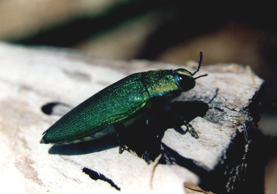 Steraspis green beetle The middle of summer, Beetle