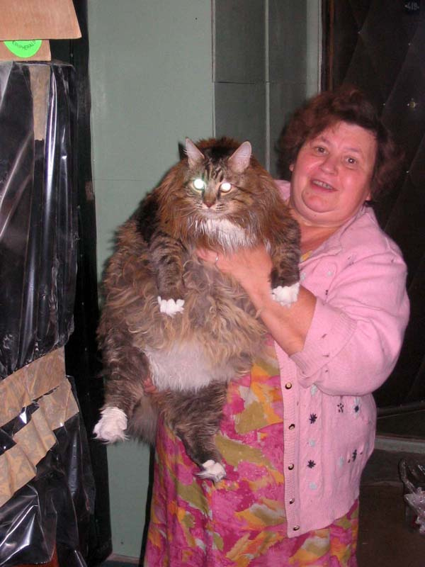 Котяра кот животные толстяк женщина