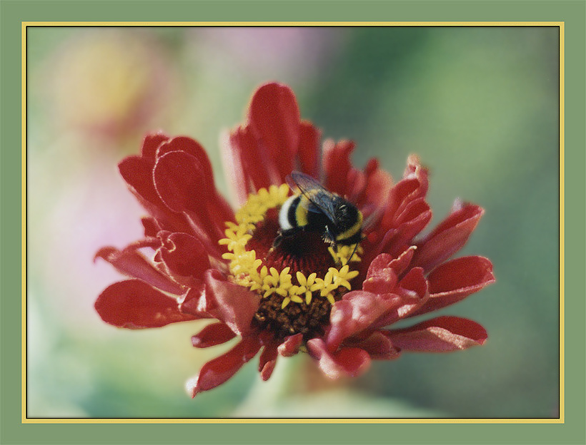 Hairy bumble-bee.   Мохнатый шмель... Мохнатый шмель... Hairy bumble-bee