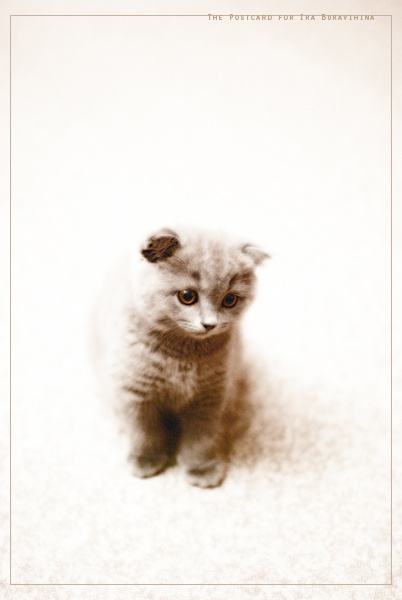 The postcard 