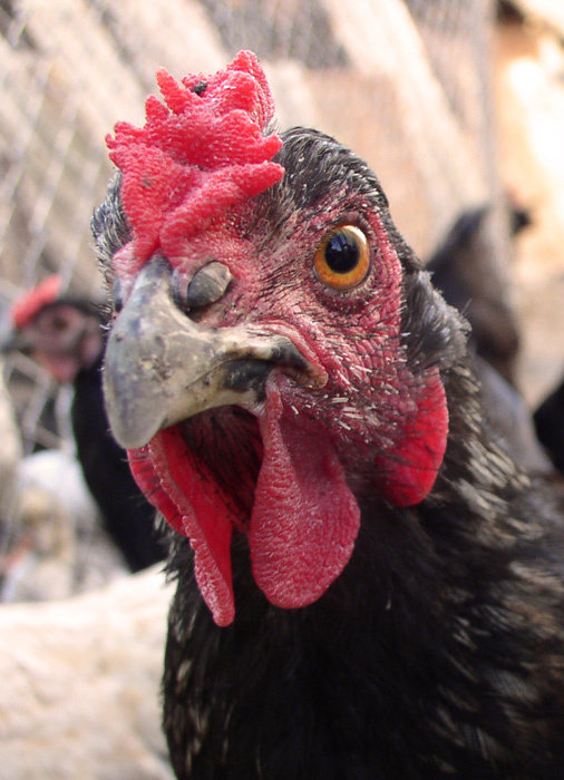 Жар Птица курица птица chicken