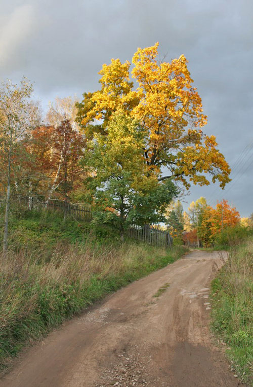 Дорога в осень... осень, дорога, листва,