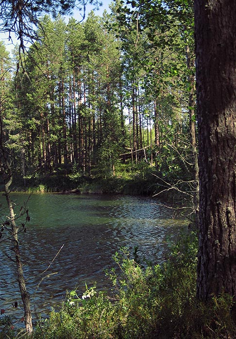 Ламбушка озеро, лес, лето, Карелия