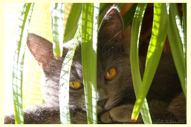Марсельеза кошка, у, окошка