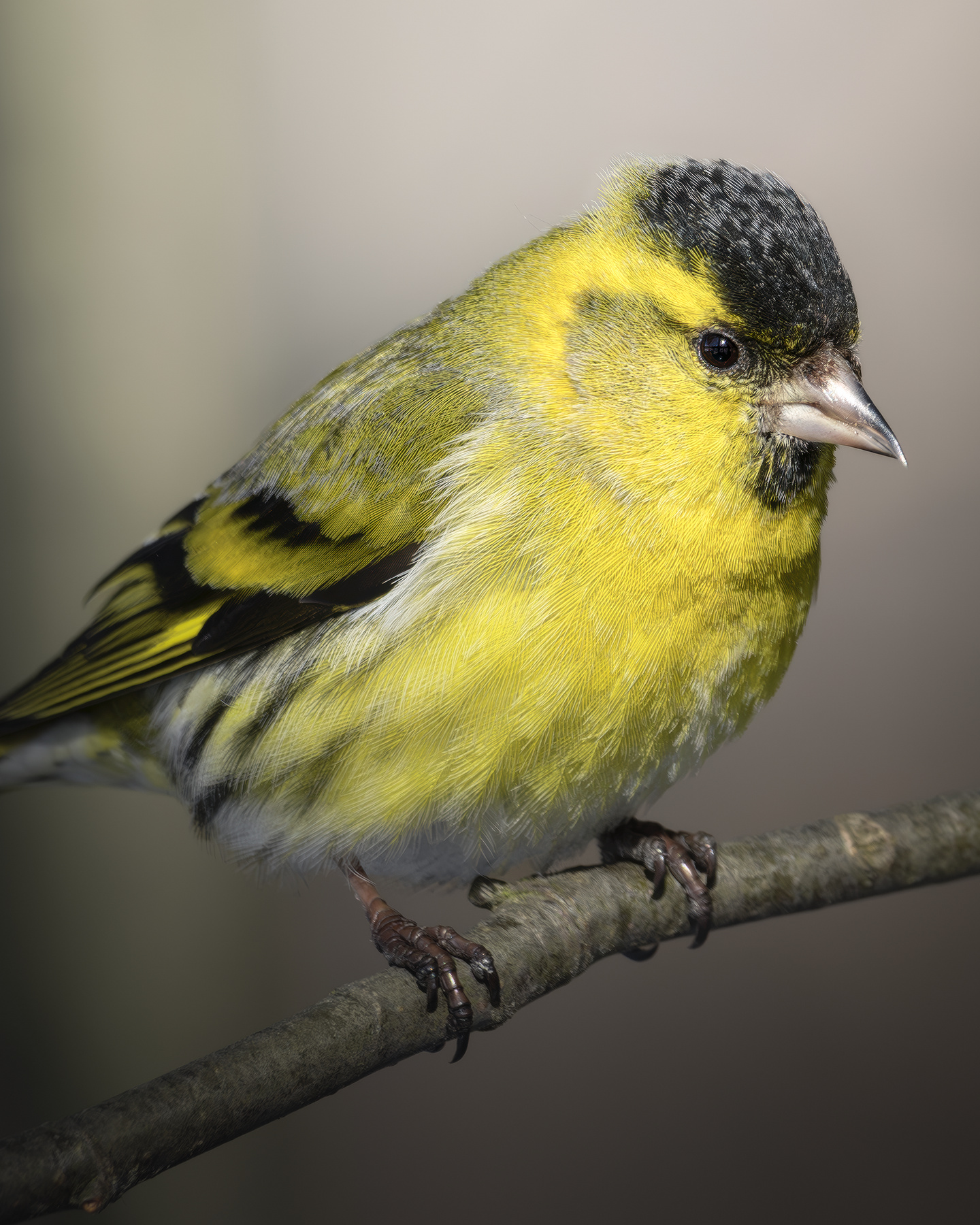 Чиж (Spinus spinus) 