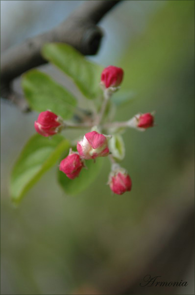 Весенний салют.. Весна,природа..