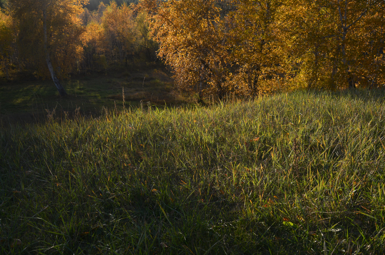 *** осень природа свет лес