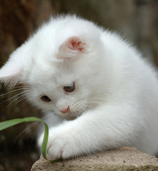 Ленивый котёнок